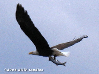 Eagle Fishing at Collins Park