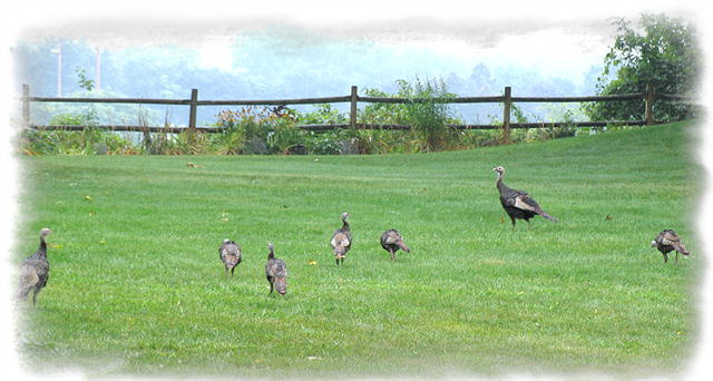 Wild Turkeys spending time on Sunnyside Rd.