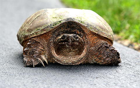 Scotia Snapping Turtle