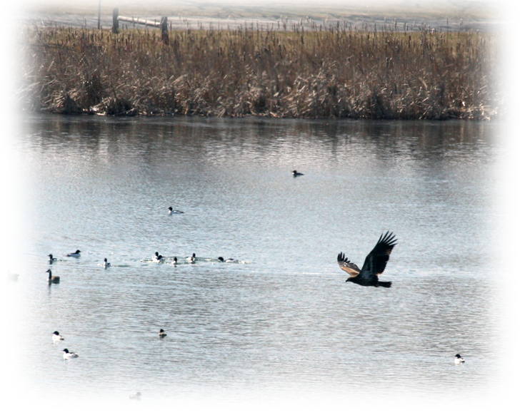 Young Bald Eagle Fishing on Collins Lake
